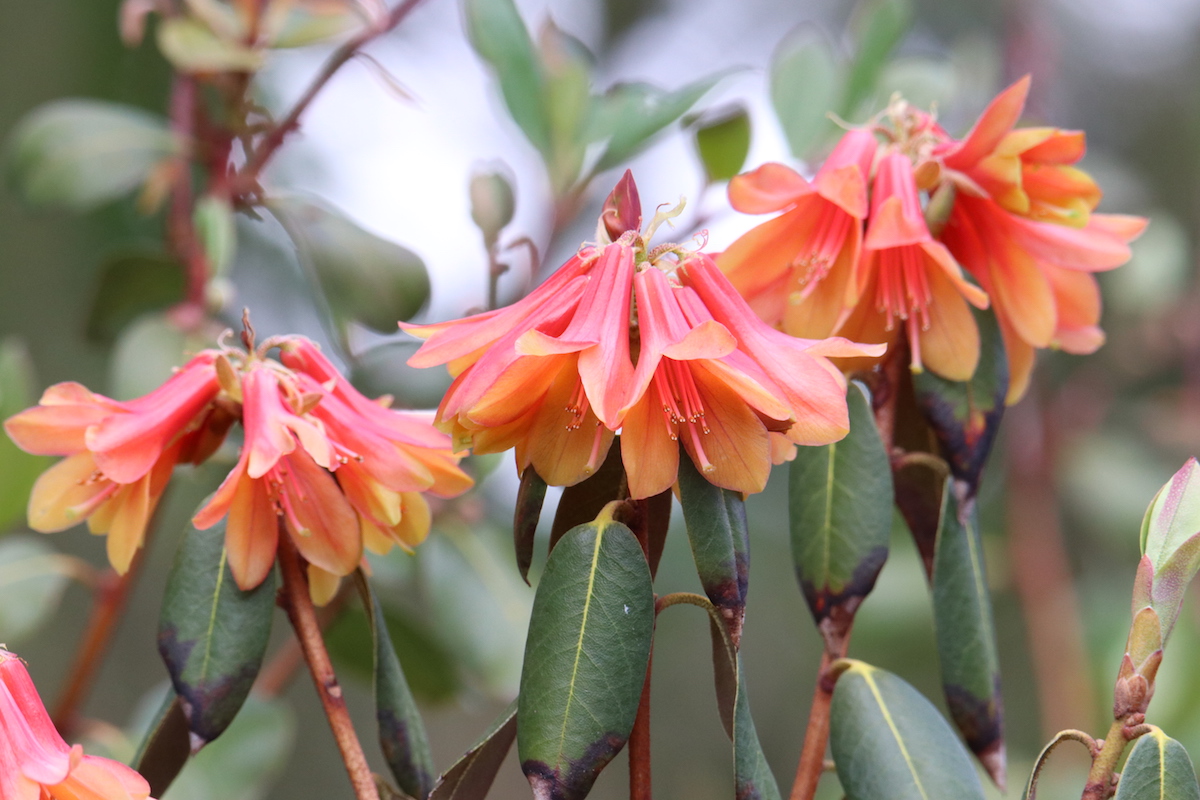 R. cinnabarinum ssp. cinnabarinum Blandfordiiflorum Group Balbirnie Form
